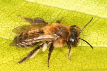 Andrena scotica Copyright: Peter Harvey