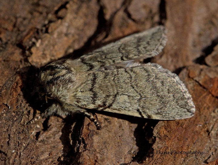 Yellow-horned Achlya flavicornis 4 Copyright: Graham Ekins