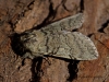 Yellow-horned Achlya flavicornis 4 
