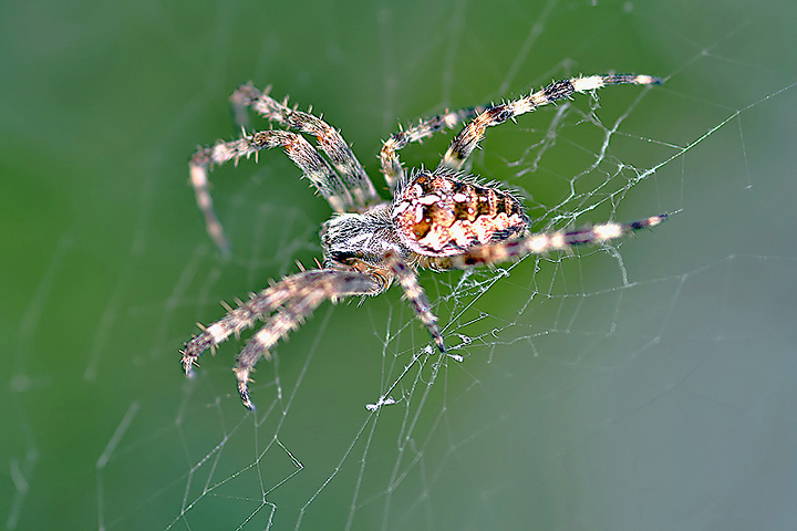 Araneus diadematus (21 Aug 10) Copyright: Leslie Butler