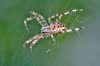 Araneus diadematus (21 Aug 10)