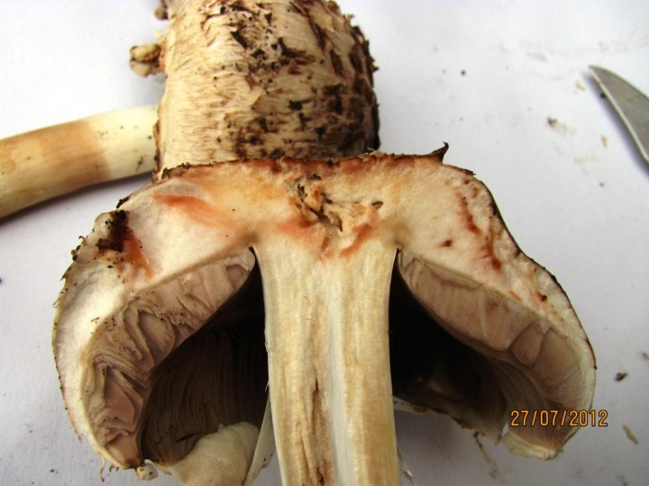 Agaricus xanthodermus 3 Copyright: Graham Smith