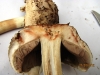 Agaricus xanthodermus 3  