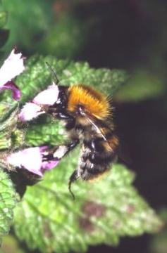 Bombus pascuorum