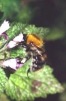 Bombus pascuorum 