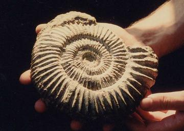 Jurassic ammonite Copyright: unknown