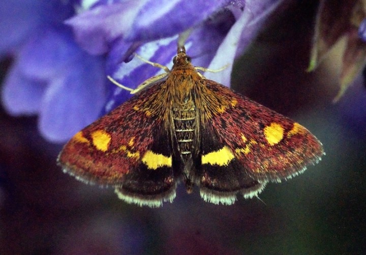 Pyrausta aurata 2 Copyright: Ben Sale