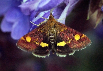 Pyrausta aurata 2 Copyright: Ben Sale