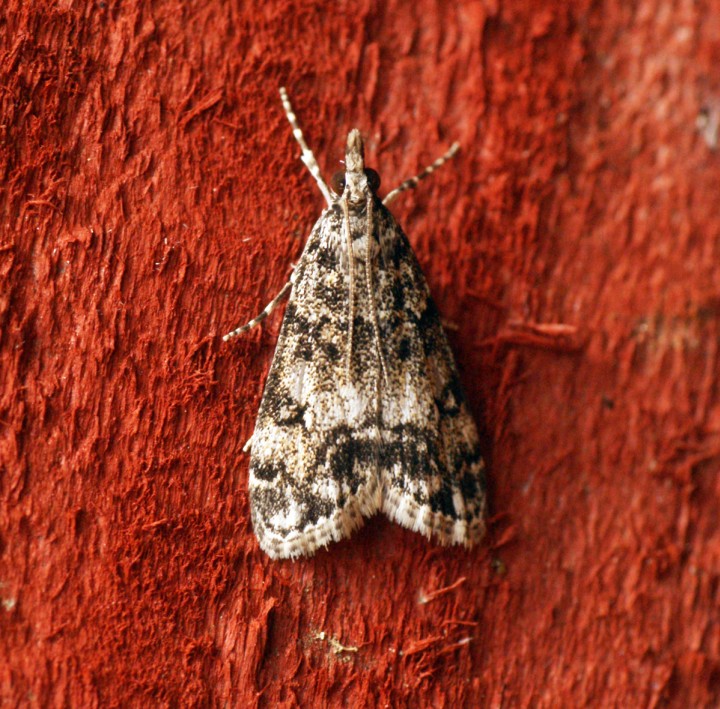 Dipleurina lacustrata Copyright: Ben Sale