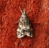 Dipleurina lacustrata 