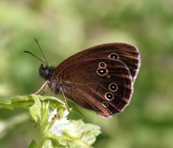 Ringlet 2 Copyright: Ben Sale