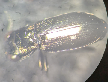 Notiophilus aquaticus Copyright: Robert Smith