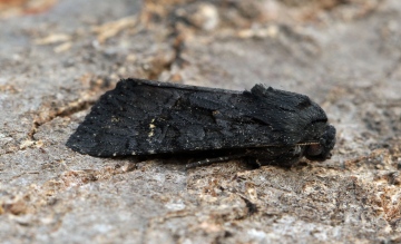 Black Rustic   Aporophyla nigra Copyright: Graham Ekins