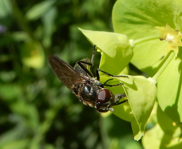 female Cheilosia variabilis on Wood Spurge Copyright: Roger Payne