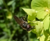 female Cheilosia variabilis on Wood Spurge Copyright: Roger Payne