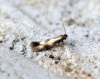 Bucculatrix nigricomella