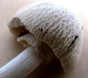 Agrocybe rivulosa 2 Copyright: Graham Smith