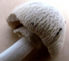 Agrocybe rivulosa 2 