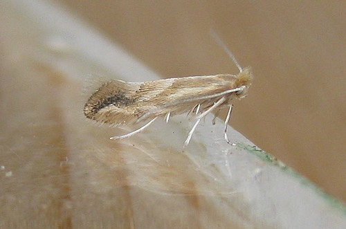 Phyllonorycter salictella viminiella. Copyright: Stephen Rolls