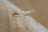 Phyllonorycter salictella viminiella. 