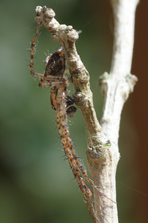 Male Metellina merianae Copyright: Colin Humphrey