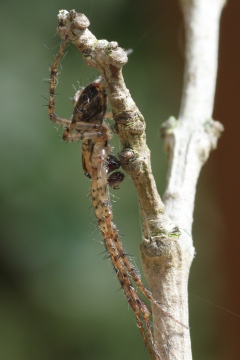 Male Metellina merianae Copyright: Colin Humphrey