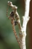 Male Metellina merianae Copyright: Colin Humphrey