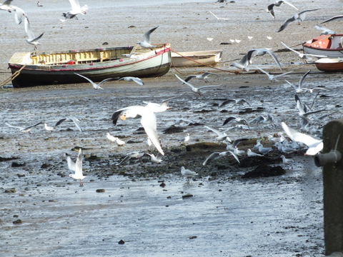 Feeding frenzy at Hopping Bridge Copyright: Peter Pearson