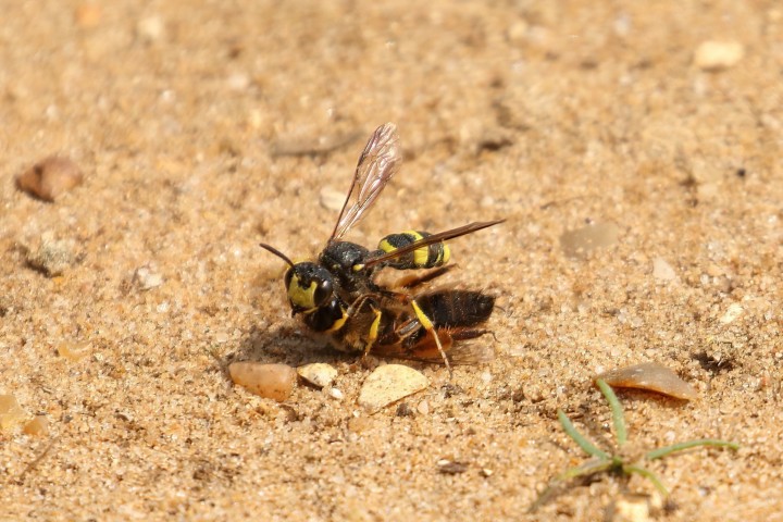 Cerceris rybyensis 02 Copyright: Ken Hudgell