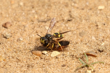 Cerceris rybyensis 02 Copyright: Ken Hudgell