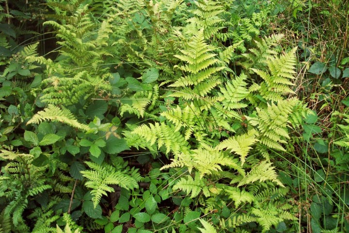 Narrow Buckler Fern Copyright: Graham Smith