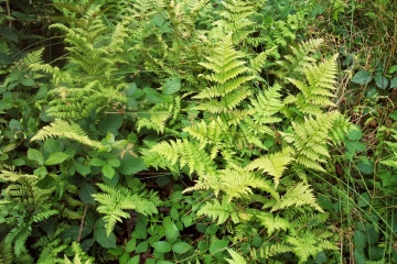 Narrow Buckler Fern Copyright: Graham Smith