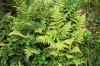 Narrow Buckler Fern 