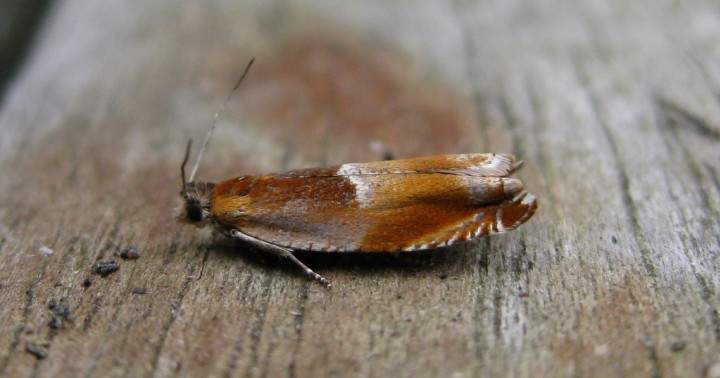 Ancylis mitterbacheriana. 2 Copyright: Stephen Rolls