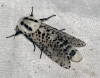 Leopard Moth 2