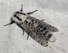 Leopard Moth 2 Copyright: Ben Sale