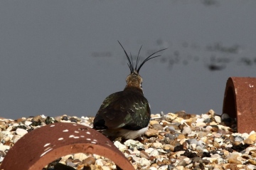 Lapwing male Copyright: Graham Smith