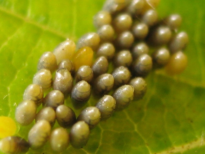 Lady bird eggs Copyright: Kim Prowse