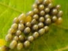 Lady bird eggs 