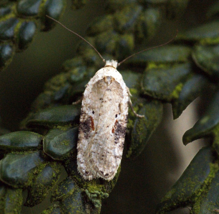 Agonopterix alstromeriana 2 Copyright: Ben Sale