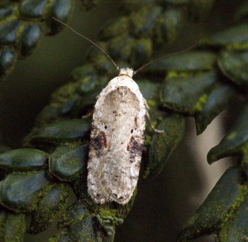 Agonopterix alstromeriana 2 Copyright: Ben Sale