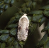 Agonopterix alstromeriana 2 