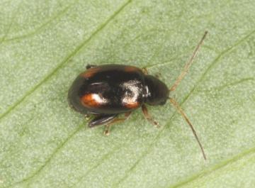 Longitarsus quadriguttatus Copyright: Peter Harvey