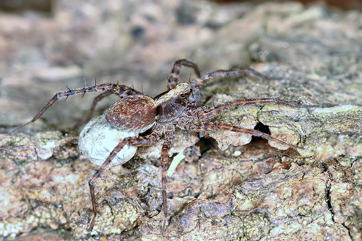 Pardosa  - female3 (8 May 2011) Copyright: Leslie Butler