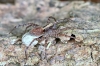 Pardosa  - female3 (8 May 2011) 