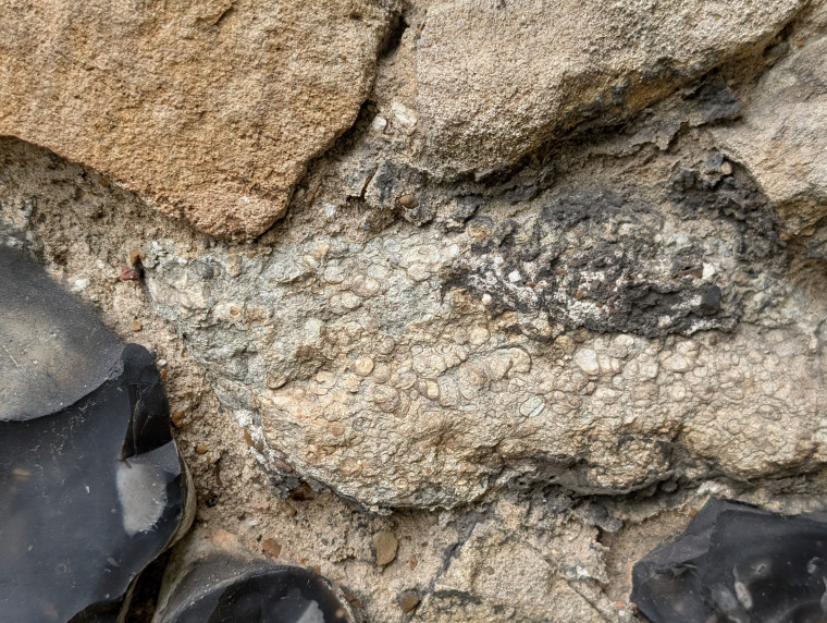 Rainham Church Jurassic limestone with fossil gastropods 2025 Copyright: William George