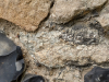 Rainham Church Jurassic limestone with fossil gastropods 2025