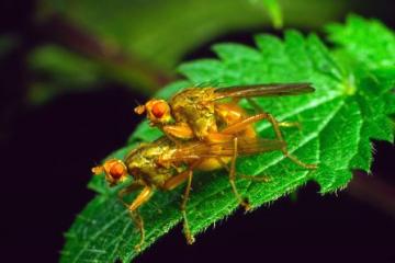 Scathophaga lutaria Copyright: Peter Harvey