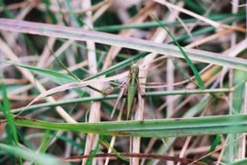 Common Green Grasshopper Copyright: Tim Gardiner