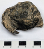 Fossil Crab with claw from London Clay collected 1969 
